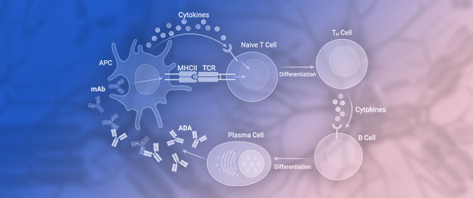 Anti-Drug Antibody Responses and Mitigation Strategies