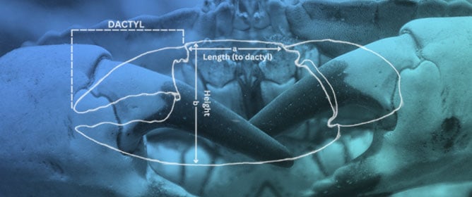 Ultimate Fighting Crab: Agonistic Behaviour, Dominance, and Recognition in the Edible Crab, <em>Cancer pagurus</em> (L.)