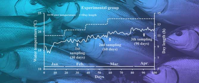 Artificial Induction of Spawning in Threeline Grunt, <em>Parapristipoma trilineatum</em> Under Controlled Environmental Conditions