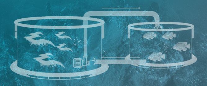 Comparing Chemoautotrophic and Heterotrophic Biofloc Systems for Integrated Cultivation of Shrimp and Tilapia