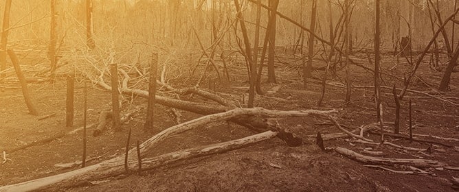 Deforestation in and Around the Protected Areas of Madagascar