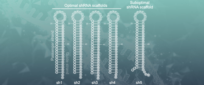 Decoding shRNA Processing in Gene and Cell Therapy