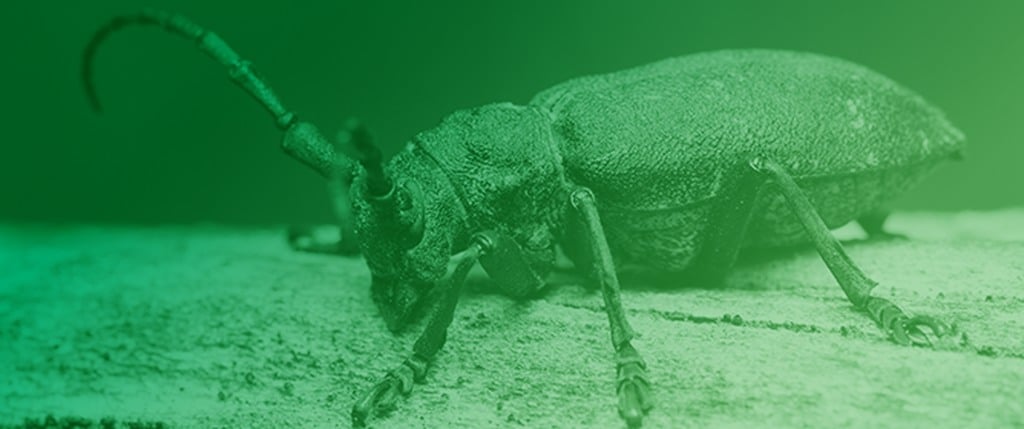 Predicting Nitrogen Natural Products in Northern Bark Beetle-Associated Bacteria