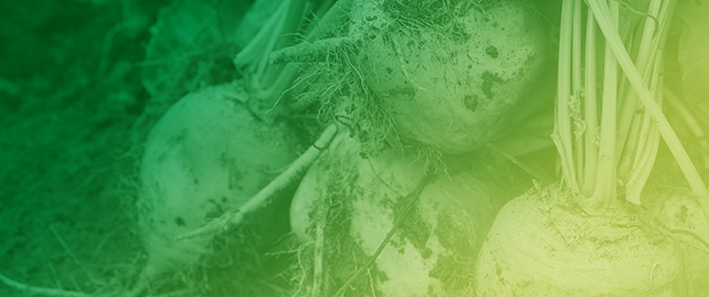 SPAD and Nutrient Dynamics in Sugar Beet with Spring Nitrogen