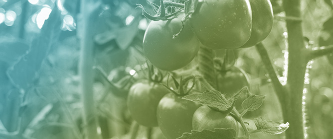 Seed Encapsulation with Controlled-Released Fertilizers Improves Seedling Growth in Tomatoes