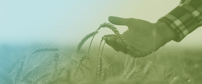 Key Strategies for Managing Wheat Diseases Based on Academic Literature and Insights gained from 15 Years of Research
