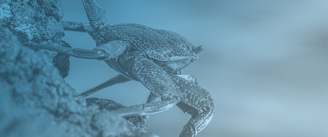 The West Atlantic Hoary Rubble Crab, <em>Banareia palmeri</em>, Behaves Like a Corallivore
