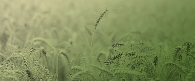 Prediction of Winter Wheat Parameters with Planet SuperDove Imagery and Explainable Artificial Intelligence
