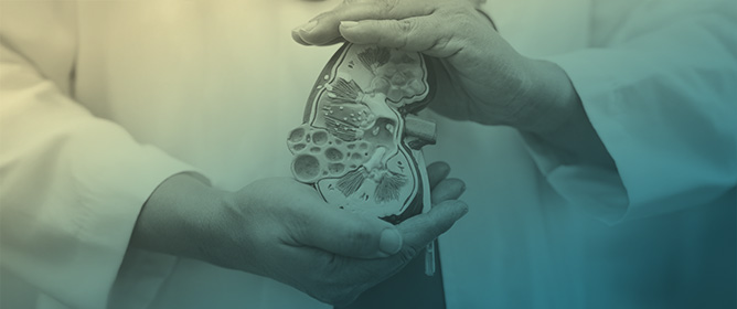 Obesity-Related Chronic Kidney Disease: From Diagnosis to Treatment