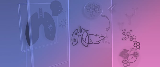 Aerosol Delivery of Hesperetin-Loaded Nanoparticles and Immunotherapy Increases Survival in a Murine Lung Cancer Model