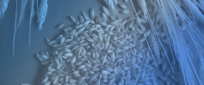 Assessment of Bioactive Compounds and Antioxidant Activity of Barley Sprouts