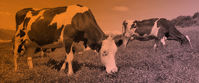 The Sustainability of a Dairy Cattle System in the Internal Area of <em>Marmo Platano</em>, Basilicata Region, Italy