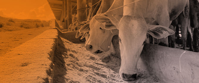 Effects of Monensin, Calcareous Algae, and Essential Oils on Performance, Carcass Traits, and Methane Emissions Across Different Breeds of Feedlot-Finished Beef Cattle