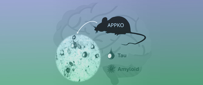 Deletion of Murine APP Aggravates Tau and Amyloid Pathologies in the 5xFADXTg30 Alzheimer&rsquo;s Disease Model