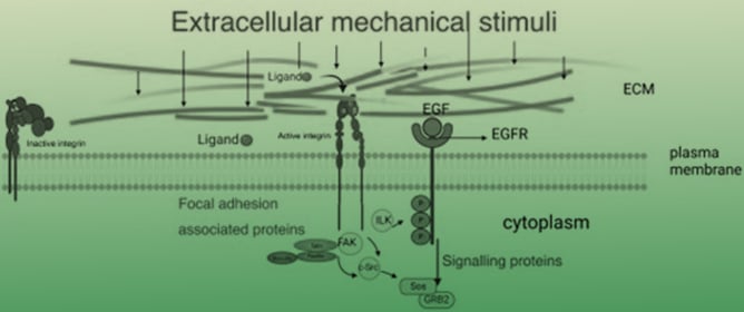 Integrin and Its Associated Proteins as a Mediator for Mechano-Signal Transduction