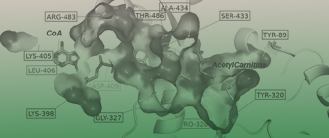 Carnitine O-Acetyltransferase as a Central Player in Lipid and Branched-Chain Amino Acid Metabolism, Epigenetics, Cell Plasticity, and Organelle Function