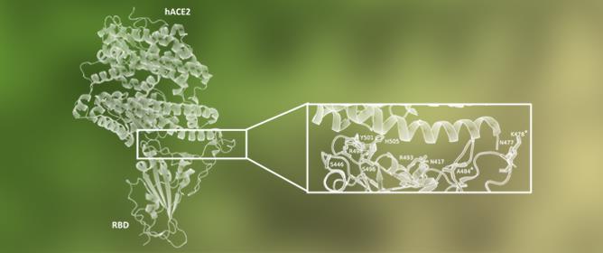 Molecular Determinants for the Binding of the Highly Infectious SARS-CoV-2 Omicron (BA.1) Variant to the Human ACE2 Receptor