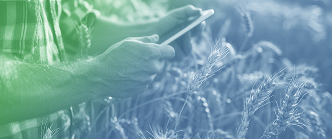 Examining Deep Learning Pixel-Based Classification Algorithms for Mapping Weed Canopy Cover in Wheat Production Using Drone Data