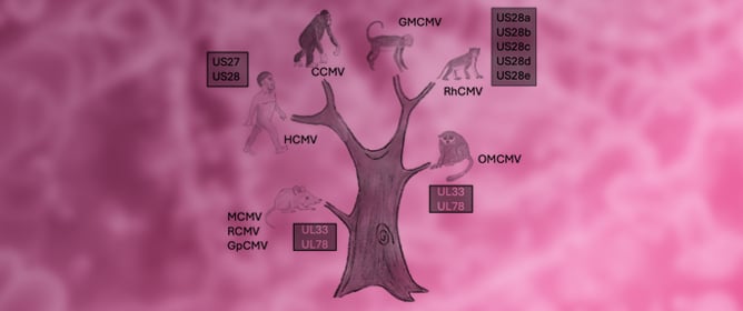 Why Are Cytomegalovirus-Encoded G-Protein-Coupled Receptors Essential for Infection but Only Variably Conserved?