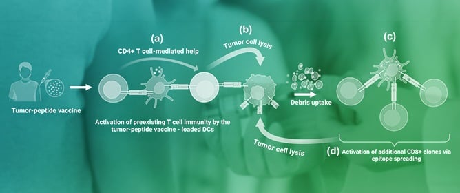 The Role of Therapeutic Vaccines in Cancer Immunotherapy