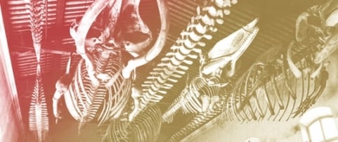 Whale Collections and Exhibitions at the Natural History Museum of the University of Pisa (Italy)