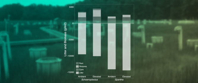 CO<sub>2</sub> Enrichment Increases Belowground Biomass in Tidal Marsh