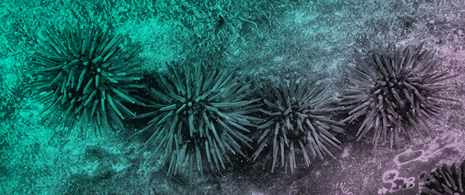Toxic Effects of Bisphenol A on Sea Urchin Embryos