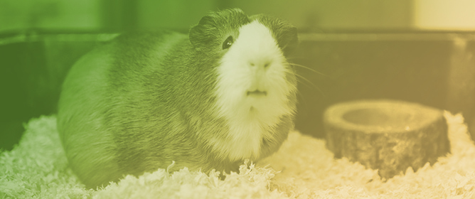 Guinea Pig Manure and Mineral Fertilizers Improve Maize Yield and Nutritional Quality on the Peruvian Coast