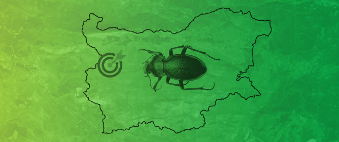 The Endangered and Protected <em>Carabus hungaricus</em> Fabricius, 1792 (Coleoptera: Carabidae) in Bulgaria: Distributional Patterns and Conservation Status