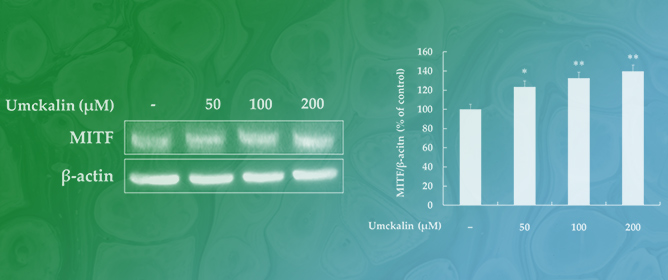 Umckalin Promotes Melanogenesis in B16F10 Cells Through the Activation of Wnt/&beta;-Catenin and MAPK Signaling Pathways