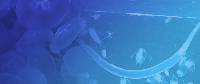 Baseline Assessment of Black Sea Food Web Integrity Using a Zooplankton-Based Approach Under the Marine Strategy Framework Directive
