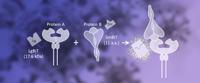 Using Nano-Luciferase Binary (NanoBiT) Technology to Assess the Interaction Between Viral Spike Protein and Angiotensin-Converting Enzyme II by Aptamers