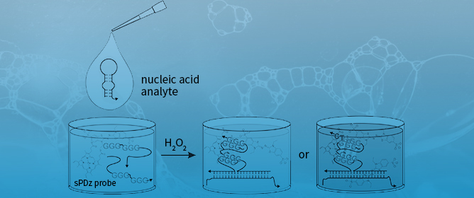 Peroxidase-like Activity of G-Quadruplex/Hemin Complexes for Colorimetric Nucleic Acid Analysis: Loop and Flanking Sequences Affect Signal Intensity