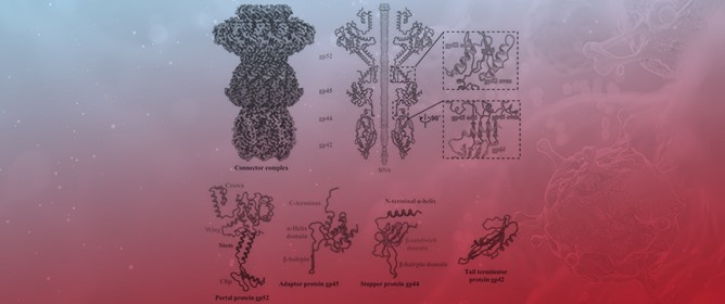 The In Situ Structure of T-Series T1 Reveals a Conserved Lambda-Like Tail Tip