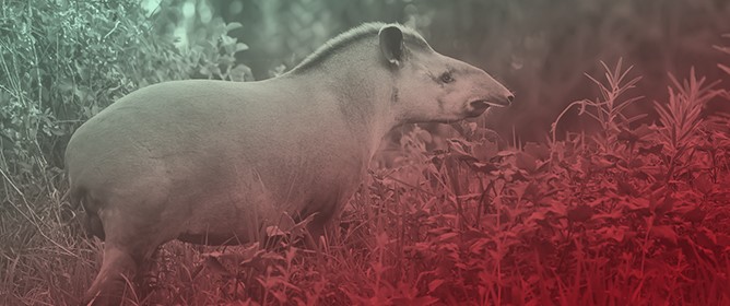 First Report of Paralytic Rabies in a Lowland Tapir (<em>Tapirus terrestris</em>) in Argentina