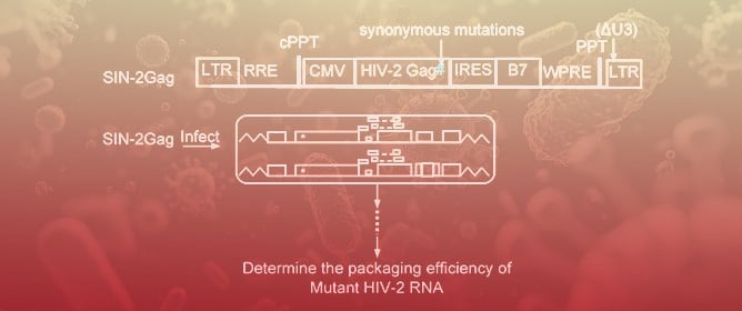 Elements in the 5&prime; Untranslated Region of Viral RNA Important for HIV Gag Recognition and Cross-Packaging