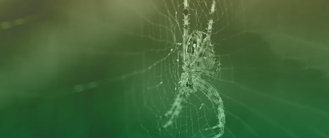 Vitellogenesis and Embryogenesis in Spiders: A Biochemical Perspective