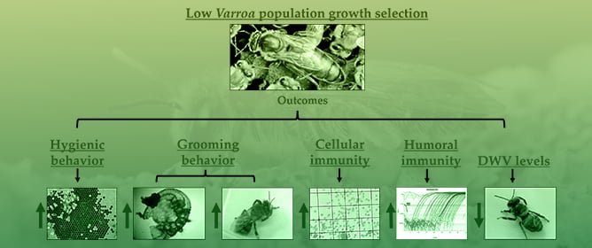Resistance Mechanisms of Bees Selected for Low <em>Varroa</em> Population Growth