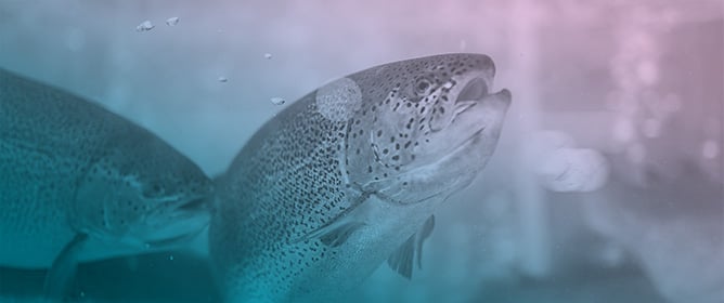 Fungal Protein from Non-Food Bioresources in Diets for Rainbow Trout (<em>Oncorhynchus mykiss</em>)