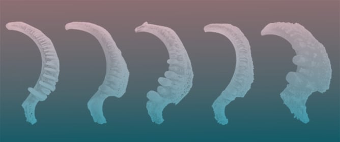 Evidence for a Greater Pleistocene Distribution for the Copper Redhorse in North America (Catostomidae: <em>Moxostoma hubbsi</em>)