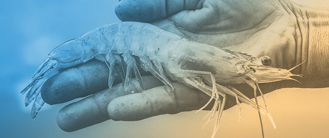 A Practical and Effective Artemia Hatching Method to Eliminate Covert Mortality Nodavirus (CMNV)