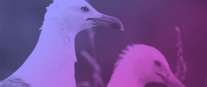 <em>Reighardia sternae</em> Infection and Associated Lesions in a Yellow-Legged Gull (<em>Larus michahellis</em>) in Italy