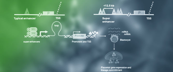 Super-Enhancers in Placental Development and Diseases