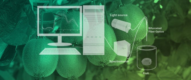 Edible Coatings Enhance Storability and Preserve Quality of Kiwiberry (<em>Actinidia arguta</em> L.) cv. Ken&rsquo;s Red