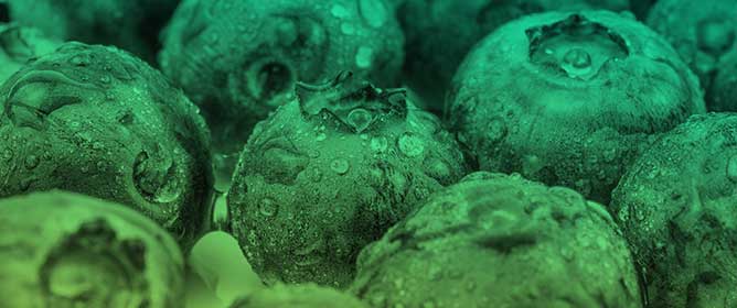 Ascorbic Acid Mitigates Aluminum Stress Through Improved Antioxidant Mechanism in Highbush Blueberry (<em>Vaccinium corymbosum</em> L.)
