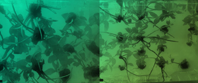 Efficient Micropropagation by Ex Vitro Rooting of <em>Myrtus communis</em> L.