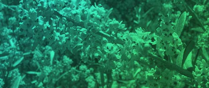 Why Olive Produces Many More Flowers than Fruit&mdash;A Critical Analysis