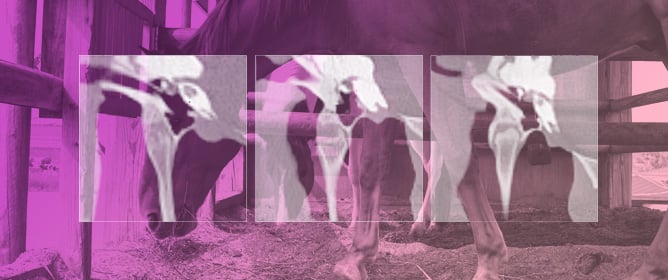 Computed Tomography of the Hyoid Apparatus in Equine Headshaking Syndrome