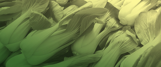 Potential Use of Microalgae Isolated from the Natural Environment as Biofertilizers for the Growth and Development of Pak Choi (<em>Brassica rapa</em> subsp. <em>chinensis</em>)