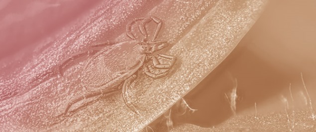 Tick Dispersal and <em>Borrelia</em> Species in Ticks from Migratory Birds: Insights from the Asinara National Park, Sardinia, Italy